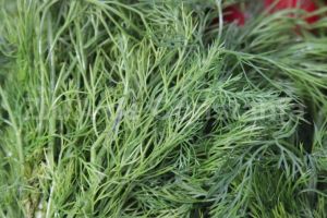 Infuzia de marar, indispensabila pentru persoanele cu afectiuni respiratorii 