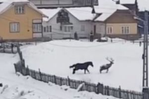 Cerbul jucăuş de la Suceava, un nou caz Elodia