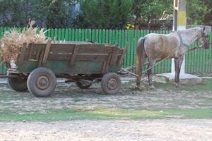 Un copil de 12 ani, a trecut cu căruţa peste o bătrână, apoi a fugit