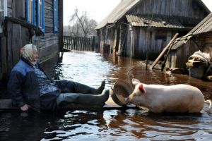 DSVSA Alba: Recomandări pentru deţinătorii de animale în caz de inundaţii