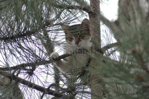 Apeluri la 112, pentru o pisică ce nu putea coborî dintr-un copac