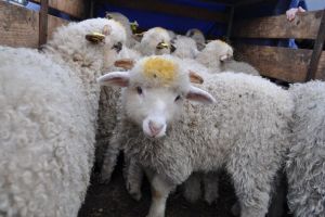 Când puteţi cumpăra miei în piaţa de pe Tărpiului. Câţi merg la export