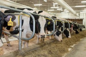 Subvenţii recalculate, în sectorul zootehnic