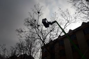 Cuiburile de ciori de pe Bulevardul Independeneţei, distruse de administraţia locală (FOTO)