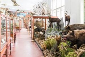 Se redeschide Muzeul Zoologic UBB Cluj