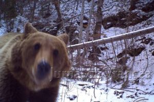 FOTO: Ce face un urs ieşit din hibernare când descoperă o cameră de filmat în Munţii Vrancei