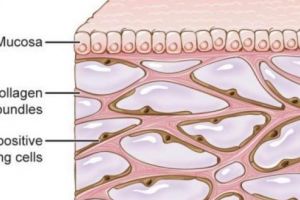 Un organ nou a fost identificat în corpul uman.