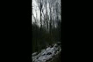 Clujean ameninţat de tăietorii de lemne din pădurea Făget - VIDEO