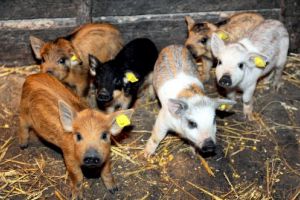 Primele plăţi în cadrul programului de susţinere a porcilor din rase autohtone