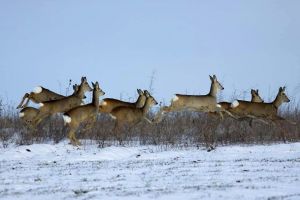 FOTO: Căprioare gingaşe, surprinse în toată splendoarea lor, în imagini, în împrejurimile municipiului Alba Iulia