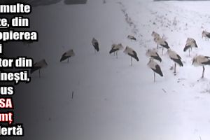 Mai multe berze, din apropierea unui abator din Săvineşti, au pus DSVSA Neamţ în alertă