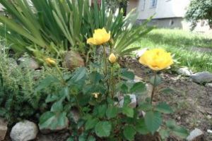  Se pot depune cereri  pentru  programul de înfrumuseţare  a zonelor verzi aferente blocurilor de locuit