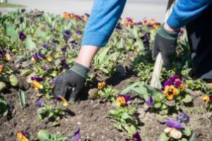 Curs de lucrător în cultura plantelor, la Băţani