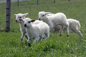 Trei abatoare autorizate pentru sacrificarea mieilor, în judeţ, niciun spaţiu temporar pentru sacrificare