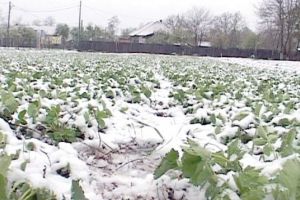 Legumicultură la rece: Iarna prelungită scumpeşte tot ce-i prin grădină!