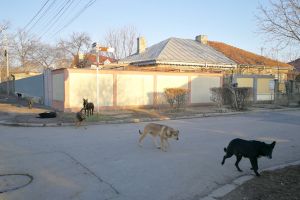 PMP Galaţi cere eliminarea taxei locale pentru ecarisaj