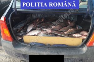 207 de kilograme de peşte, fără acte de provenienţă, confiscate