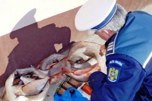 Ialomiţa: Acţiuni poliţie – braconaj piscicol