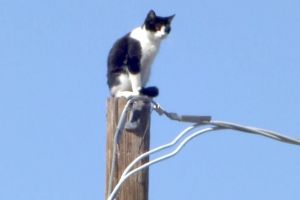 VIDEO – Motanul care a ţinut cu sufletul la gură toată America. Gypsy e vedetă!