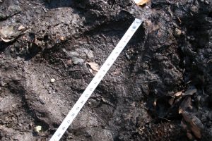 Începe numărătoarea urşilor, lupilor, râşilor şi pisicilor sălbatice. Anul trecut erau 1.218