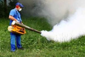 Cluj: Acţiuni de dezinsecţie, deratizare şi dezinfecţie