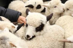 Ministrul Agriculturii: La aceasta data sunt cateva milioane de miei pregatiti pentru piata