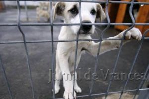 Adoptă un căţel al nimănui! Târg de adopţii la padoc, pe 4 aprilie