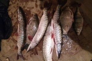 Acţiune a poliţiştilor băcăuani pentru prevenirea şi combaterea faptelor de braconaj piscicol şi deţinere de unelte de pescuit interzise