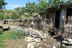 Descoperirea INCREDIBILĂ din CURTE a unui BĂTRÂN din Teleorman care putea să îl COSTE VIAȚA