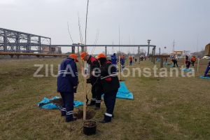 Angajatii Rompetrol Rafinare au plantat o mie de platani. Ei vor un mediu mai curat (galerie foto)