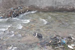 FOTO ȘTIREA TA: Porc mort, pe Valea Mare din comuna Bistra. Cetăţean: De parcă nu era suficient că e valea încărcată de gunoaie