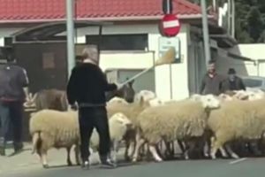 VIDEO Gigi Becali filmat cum îşi mână oile pe stradă la marginea Bucureştiului