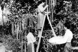 1 Aprilie – Ziua Păcălelilor. Obiceiuri, tradiţii. Originea Zilei Păcălelilor