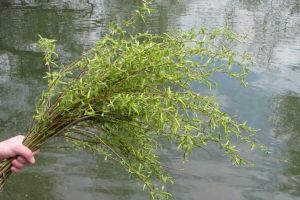 Duminica Floriilor – simboluri creştine, obiceiuri şi tradiţii populare