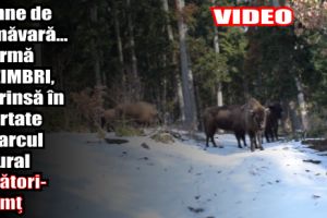 Semne de primăvară… O turmă de ZIMBRI, suprinsă în libertate în Parcul Natural Vânători-Neamţ