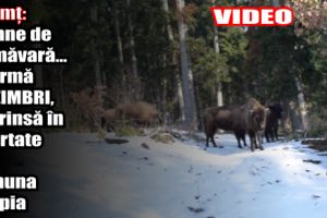 Neamţ: Semne de primăvară… O turmă de ZIMBRI, suprinsă în libertate în comuna Agapia