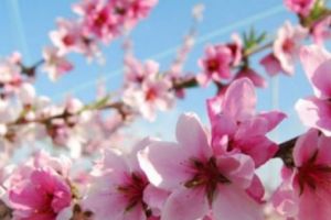 Cele mai FRUMOASE URĂRI de FLORII. Cum să îi impresionezi pe cei dragi