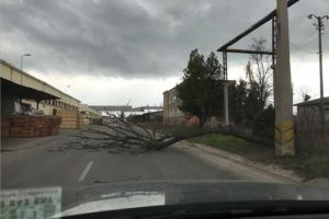 Din pricina vantului puternic, un copac s-a prabusit pe partera carosabila, in Portul Constanta