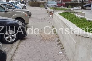 Codul galben pentru judetele Constanta si Tulcea a fost prelungit