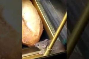 ŞOBOLAN LA RAFT. Oare cine va mai cumpăra din acest supermaket? IMAGINI REVOLTĂTOARE pentru 2018