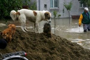 Acţiuni de protejare a sănătăţii animalelor din zonele afectate de inundaţii