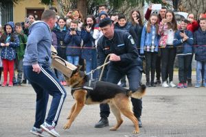 Jandarmeria îşi deschide porţile: Exerciţii demonstrative şi paradă militară, pentru orădeni