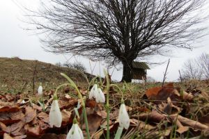 Florile de primăvară şi-au făcut apariţia la munte. Cum arată Pădurea din Şesul Orheiului (FOTO)