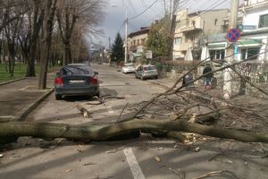 Pe mâna cui sunt drujbele Primãriei? Copac putrezit, cazut pe strada Hasdeu din Ploiesti, fix langa parcare