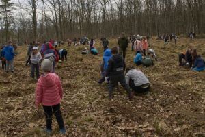 FOTO – Mii de copaci plantaţi la acţiunea ”Sibiul Plantează”