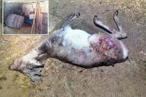 Braconier în uniformă: Un pompier militar din Beiuş s-a ales cu dosar penal după ce a împuşcat ilegal un căprior