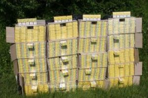 2.500 de pachete cu tigari de contrabanda confiscate la Moisei