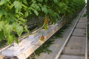 Ialomiţa: Programul de sprijin pentru tomate apreciat de legumicultori