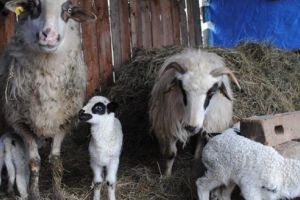 Cadou de Paşte pentru Muzeul Etnografic „Anton Badea”