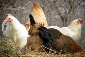 Sfaturi pentru prevenirea furturilor de păsări şi animale